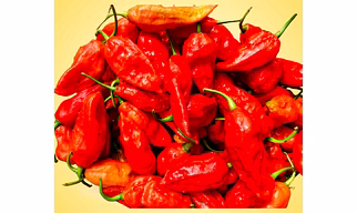Premium King Chilly – Intense Heat Bhoot Jholokia