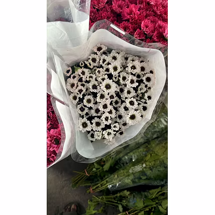 Chrysanthemum-1