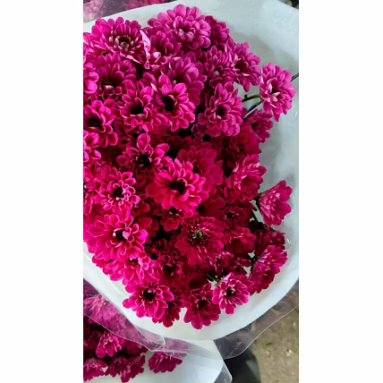 Chrysanthemum-2