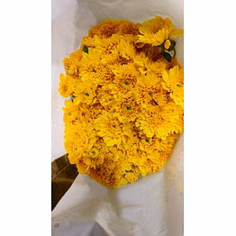 chrysanthemum