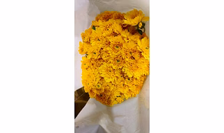 Chrysanthemum