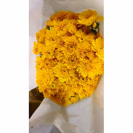 Chrysanthemum-12733421