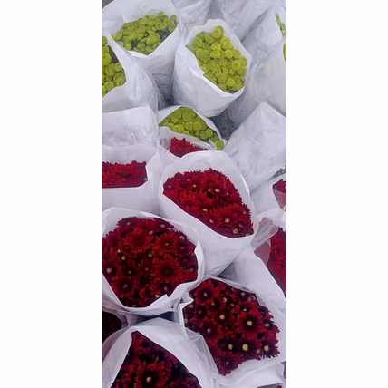 Chrysanthemum-3