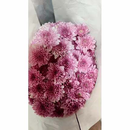 Chrysanthemum-4
