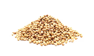 CORIANDER SEEDS