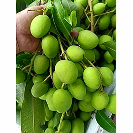 raw mango