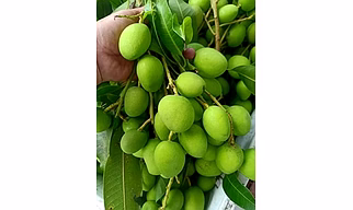raw mango