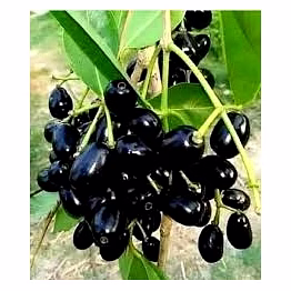 jamun