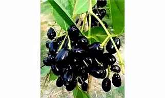 jamun