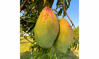 totapuri mango
