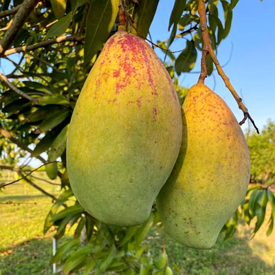 totapuri mango
