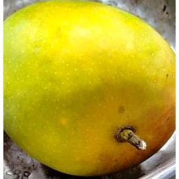 mango - alphonso