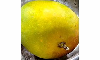 Mango - Alphonso