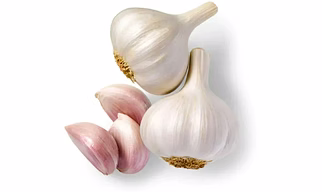 FRESH GARLIC