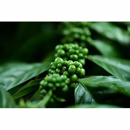 PREMIUM SOUTH INDIAN COFFEE BEANS – ARABICA &amp; ROBUSTA BLEND FROM KODAGU-2