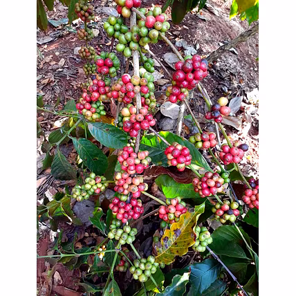 PREMIUM SOUTH INDIAN COFFEE BEANS – ARABICA &amp; ROBUSTA BLEND FROM KODAGU-5
