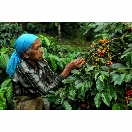 PREMIUM SOUTH INDIAN COFFEE BEANS – ARABICA &amp; ROBUSTA BLEND FROM KODAGU-4