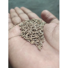 Cumin seeds
