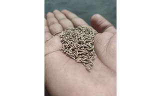 Cumin seeds