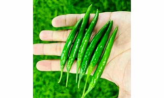Green chilli