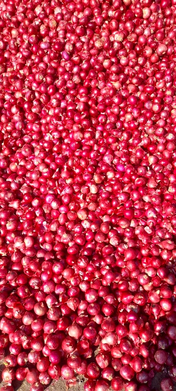 fresh onion