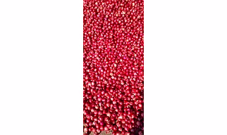 Fresh Onion