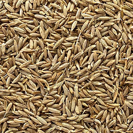 cumin seeds
