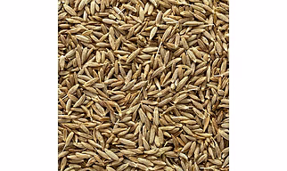 Cumin Seeds