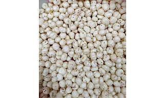 Makhana - Grade 5+ Suta