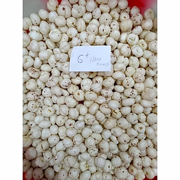 makhana - grade 6+ suta