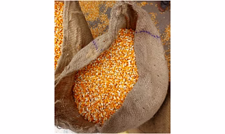Yellow Maize