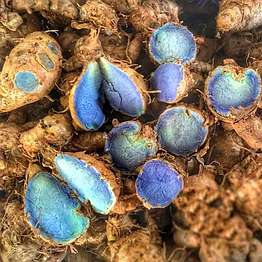 black turmeric / curcuma caesia