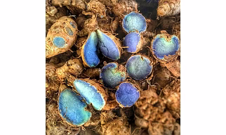 Black Turmeric / Curcuma caesia