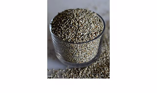 Bajra / pearl Millet