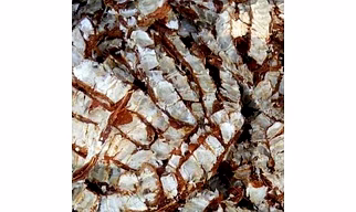 Tamarind