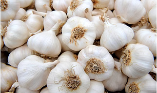 Garlic