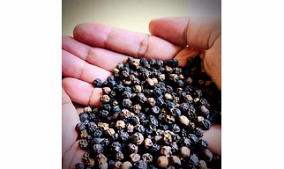 Pepper