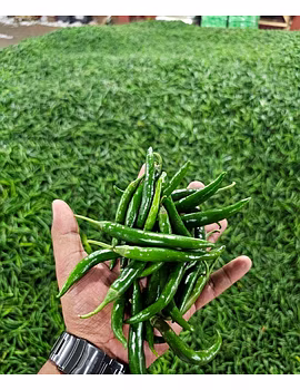 Green Chilli G4-1-sm