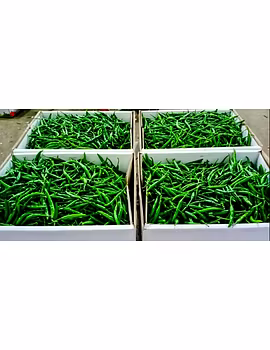 Green Chilli G4-2-sm