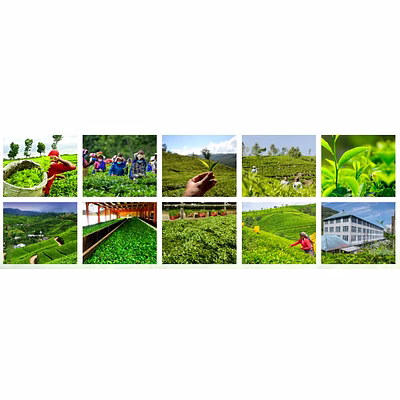 Thé indien Dhunseri Tea Chhote Lal 1000 Assam-10