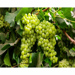 fresh grapes