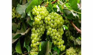 FRESH GRAPES