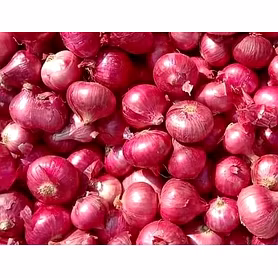 FRESH ONION
