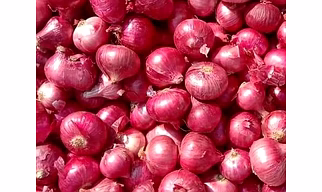FRESH ONION