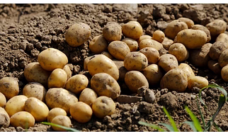 FRESH POTATO