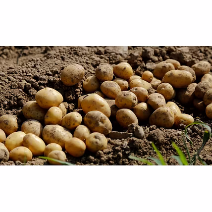FRESH POTATO-12718035