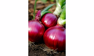 Onions