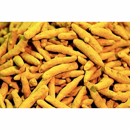 shubhlaxmi turmeric