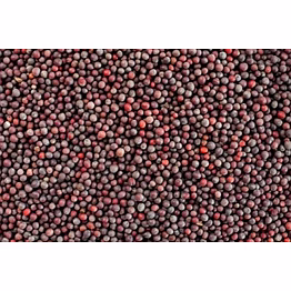 shubhlaxmi mustard seeds