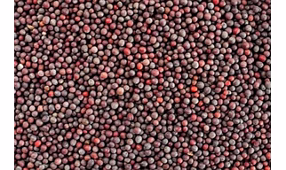 Mustard Seeds